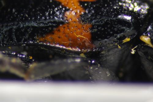 Cryptocephalus carinthiacus